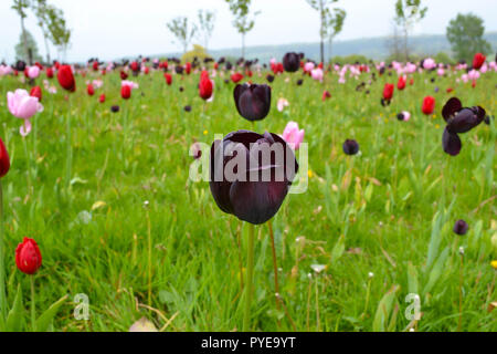 Tulipani in giardino Emmetts, vicino a Sevenoaks, all'inizio della primavera. Il giardino è a North Downs in corrispondenza di uno dei punti più alti nel Kent, Inghilterra Foto Stock