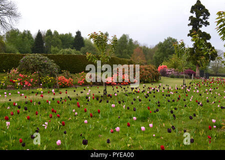 Tulipani in giardino Emmetts, vicino a Sevenoaks, all'inizio della primavera. Il giardino è a North Downs in corrispondenza di uno dei punti più alti nel Kent, Inghilterra Foto Stock