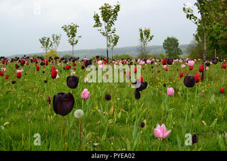 Tulipani in giardino Emmetts, vicino a Sevenoaks, all'inizio della primavera. Il giardino è a North Downs in corrispondenza di uno dei punti più alti nel Kent, Inghilterra Foto Stock