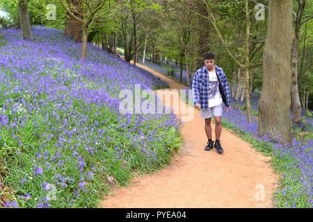 Bluebells e giovane alla Emmetts giardino, Ide Hill, Kent, Inghilterra vicino a Sevenoaks. Il giardino è rinomato per la ferrovia Bluebell visualizza alla fine di aprile Foto Stock