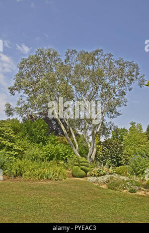 Un impressionante Eucaliptus niphophila pauciflora 'Snow Gum' che crescono in un giardino inglese Foto Stock