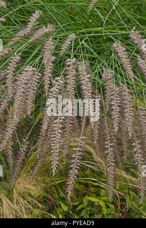 Close up di erba Pennisetum orientale Karley Rose in un bordo del giardino Foto Stock