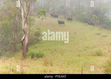 Il Gaur anche chiamato bisonte indiano, è il più grande extant bovini, nativo di Asia del Sud e del sud-est asiatico. Questo incredibile parco faunistico è situato in Ker Foto Stock