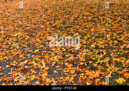 Un'immagine orizzontale di acero foglie che sono caduti e sono copertura del terreno nel fresco autunno Meteo in Sussex New Brunswick, Canada. Foto Stock