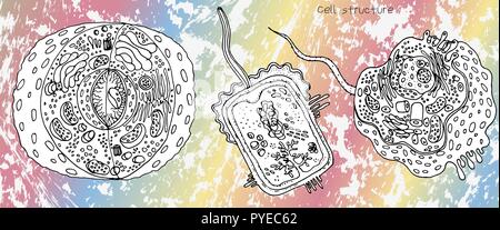 Cellula animale cellula batterica e cellula vegetale struttura, sezione trasversale dettagliata anatomia colorati e di biologia molecolare per la scienza didattica design Illustrazione Vettoriale