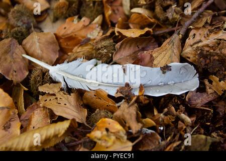 Una piuma grigia con gocce di pioggia su di esso, giacente su foglie di autunno nella Foresta di Epping, Inghilterra Foto Stock