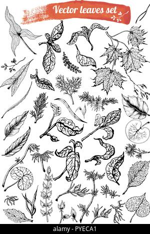 Grande raccolta con rami e foglie. Silhouette nera isolati su sfondo bianco. Set di disegnati a mano il vettore di elementi decorativi per il design. Illustrazione Vettoriale