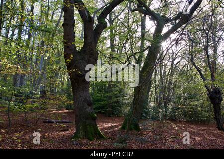 La Foresta di Epping in autunno con foglie rosse sul terreno e il sole proveniente attraverso gli alberi Foto Stock