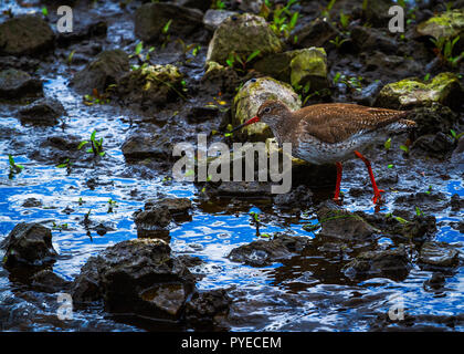 Gambo rosso nome scientifico: Tringa totanus Foto Stock