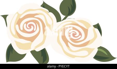 Bianco o tea rose fiori. Primo piano dettagliato per cosmetici, store, spa, health care, aromaterapia, omeopatia, etichette, pubblicità. illustrazione vettoriale Illustrazione Vettoriale