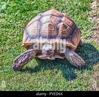 African spronato tartaruga noto anche come tartaruga sulcata, terra turtle camminare sull'erba Foto Stock