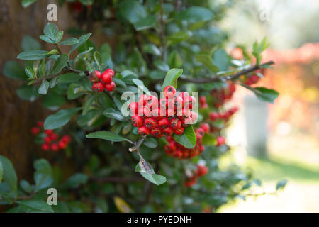 Red rowan bacche su rowan tree. Sorbus aucuparia. Foto Stock
