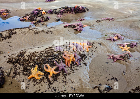 Stelle di mare pisaster ochraceus clustered a bassa marea in un stato di Washington beach nel nord-ovest del Pacifico Foto Stock