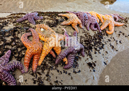 Stelle di mare pisaster ochraceus clustered a bassa marea in un stato di Washington beach nel nord-ovest del Pacifico Foto Stock