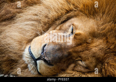 Primo piano di un maschio di leone dormendo Foto Stock