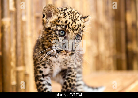 Un bambino leopard cub con un aspetto strano sulla sua faccia Foto Stock