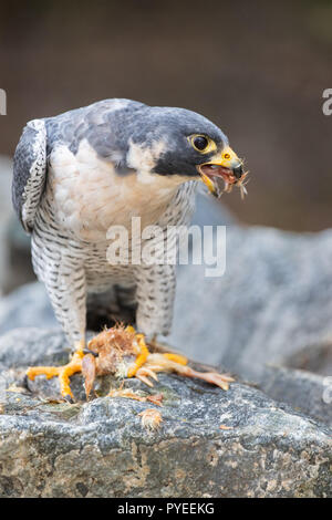 Un falco pellegrino mangiare Foto Stock