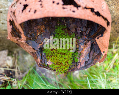 Nuova vita / resilienza - moss in metallo arrugginito tubo Foto Stock