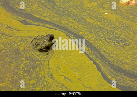 Scatto turtle,Chelydra serpentina e fioritura algale,cianobatteri, alghe blu-verdi, microcystin-produrre cianobatterio,Woronichinia naegliana,Md. Foto Stock