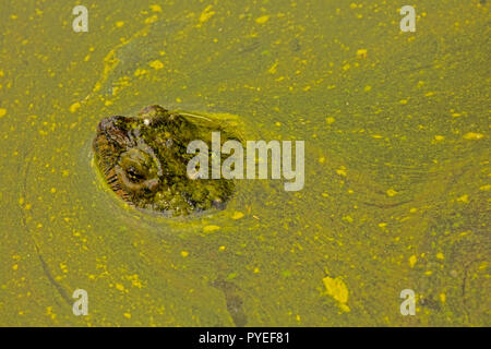 Scatto turtle,Chelydra serpentina e fioritura algale,cianobatteri, alghe blu-verdi, microcystin-produrre cianobatterio,Woronichinia naegliana,Md. Foto Stock