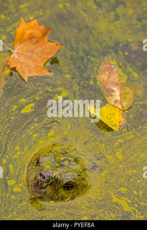 Scatto turtle,Chelydra serpentina e fioritura algale,cianobatteri, alghe blu-verdi, microcystin-produrre cianobatterio,Woronichinia naegliana,Md. Foto Stock