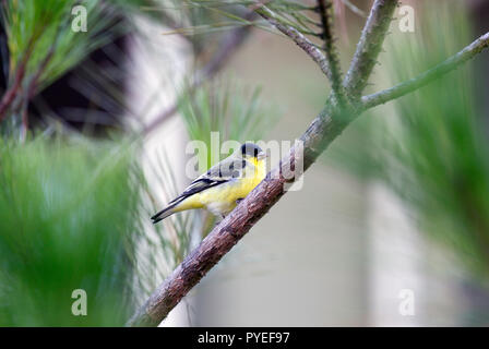 Minor Cardellino maschio Foto Stock