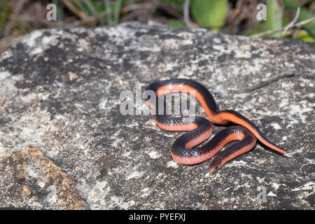 Western worm snake - Carphophis vermis Foto Stock