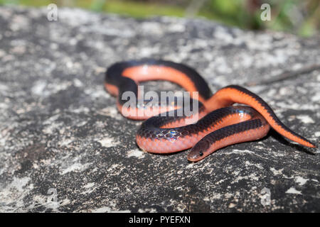 Western worm snake - Carphophis vermis Foto Stock