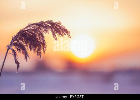 Ance invernali ramoscello coperto di brina su una fredda mattina contro il sole di mattina in inverno Foto Stock