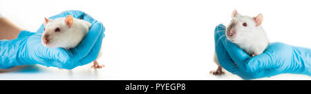 Mani in guanti medicali di tenere un ratto, photo collage su bianco sfondo isolato Foto Stock