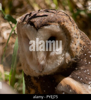 Si tratta di una chiusura di un gufo mascherato Foto Stock