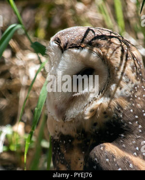 Si tratta di una chiusura di un gufo mascherato Foto Stock