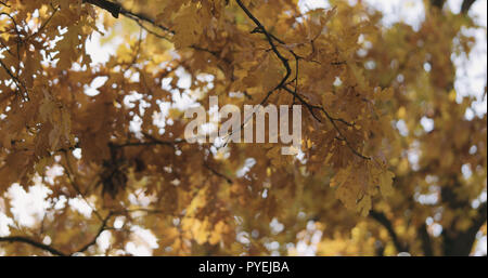 Sole di mattina spiata attraverso autunno di foglie di quercia, wide photo Foto Stock