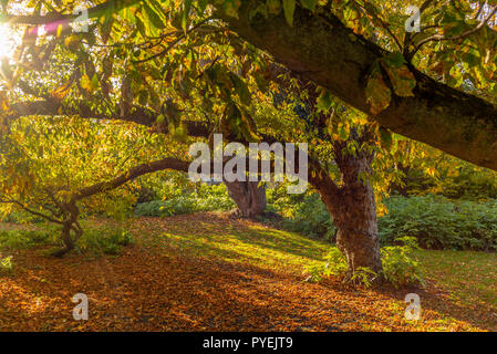 Colori d'autunno alberi in un parco di Copenaghen in Danimarca - 2 Foto Stock