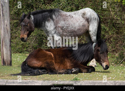 Tre vedute dei nuovi pony della foresta su Sway Rd Brockenhurst 2018, sereni o riposanti nel caldo estivo Foto Stock