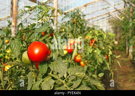 La maturazione dei pomodori appesi stagionali nella serra di pellicola Foto Stock