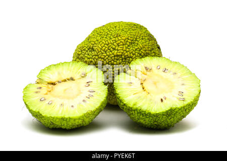 Maclura pomifera frutto isolato su sfondo bianco Foto Stock