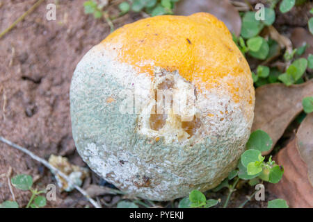 Una vista ravvicinata di un limone marcio fuori in giardino con muffa sul Foto Stock