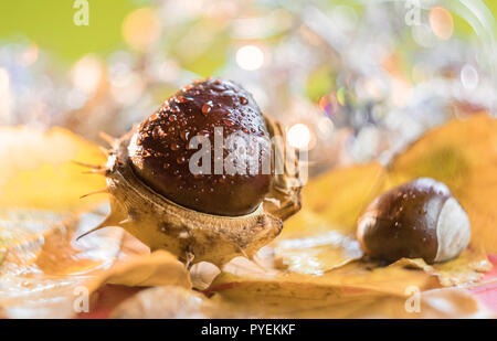 Autunno sfondo con castagne. Profondità di campo Foto Stock