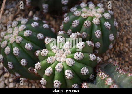 primo piano del cactus Foto Stock