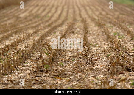 Campo di grano dopo il raccolto che mostra la pianta stoppia lasciata dietro e il modo in cui il raccolto è stato piantato in file diritte, vicino a Hindon WILTSHIRE REGNO UNITO Foto Stock