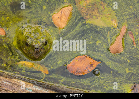 Scatto turtle,Chelydra serpentina e fioritura algale,cianobatteri, alghe blu-verdi, microcystin-produrre cianobatterio,Woronichinia naegliana,Md. Foto Stock