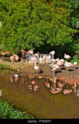 Un branco di Fenicotteri cileni crogiolarsi nel tardo pomeriggio di sole nei giardini di Paignton Zoo sulla Riviera Inglese. Foto Stock