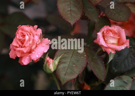Pochi rose selvatiche pulsanti nel giardino con un sacco di gocce di pioggia. Foto prese dopo la pioggia. Foto Stock