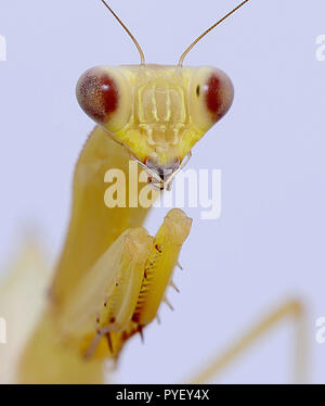 Gigantesca mantide asiatici hierodula venosa macro close up Foto Stock