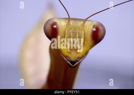 Gigantesca mantide asiatici hierodula venosa Foto Stock