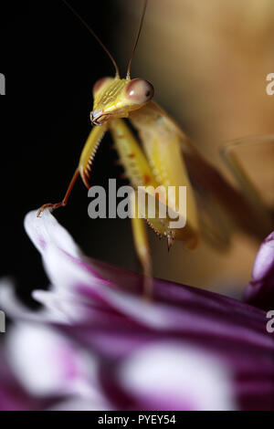 Gigantesca mantide asiatici hierodula venosa macro close up Foto Stock