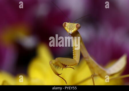 Gigantesca mantide asiatici hierodula venosa Foto Stock