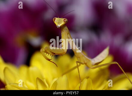 Gigantesca mantide asiatici hierodula venosa Foto Stock