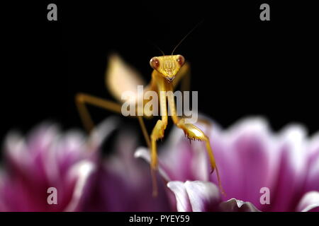 Gigantesca mantide asiatici hierodula venosa Foto Stock